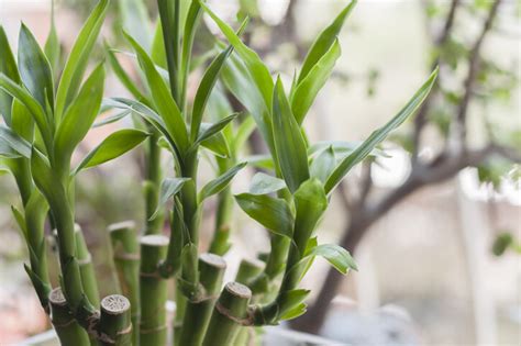 如意植物風水|風水植物｜不只富貴竹！7款招財/招桃花植物推介+不可不知風水 